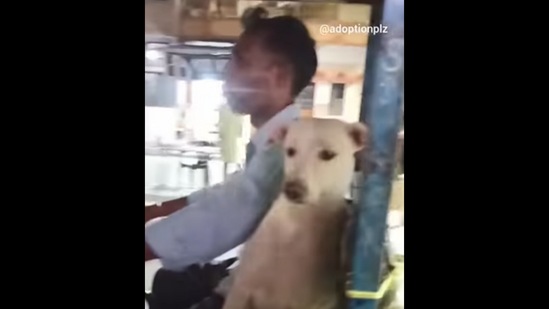 The stray dog. Moti, drives around with its e-rickshaw driver human.&nbsp;(Instagram/@adoptionplz)