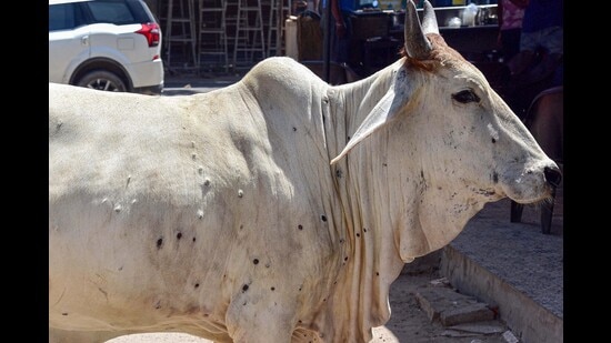 Bikaner: A bull suffering from lumpy skin disease walks on a street in Bikaner, Friday, Sept. 2, 2022. (PTI Photo)(PTI09_02_2022_000073B) (PTI)