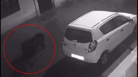 The animals were caught on a CCTV camera at Jawahar Nagar. (Twitter)