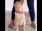 This puppy knows 15 commands at only three months old. (Instagram/@priyanshisinghshekhawat) This puppy knows 15 commands at only three months old. (Instagram/@priyanshisinghshekhawat)