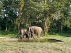 The image, taken from the Twitter video, shows a baby elephant at a waterhole.