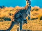 Australia: Police are preparing a report for a coroner who will record an official cause to death. (Representative image) Australia: Police are preparing a report for a coroner who will record an official cause to death. (Representative image)