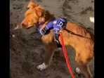 The puppy who gets trained to have new experiences in this video. (Instagram/@zakgeorge) The puppy who gets trained to have new experiences in this video. (Instagram/@zakgeorge)