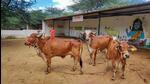 Fatehpur: Cows infected with lumpy skin disease at a farm in Fatehpur, Tuesday, Sept. 13, 2022. (PTI Photo)(PTI09_13_2022_000227A) (PTI) Fatehpur: Cows infected with lumpy skin disease at a farm in Fatehpur, Tuesday, Sept. 13, 2022. (PTI Photo)(PTI09_13_2022_000227A) (PTI)