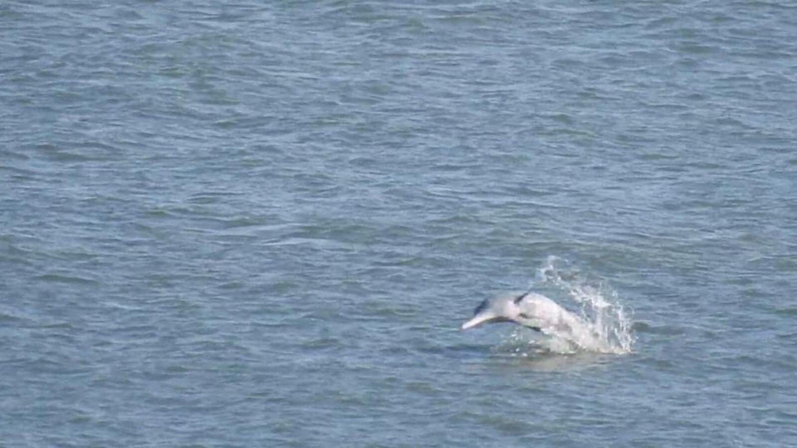 Forest minister nod to first-ever dolphin population study along Mumbai coast