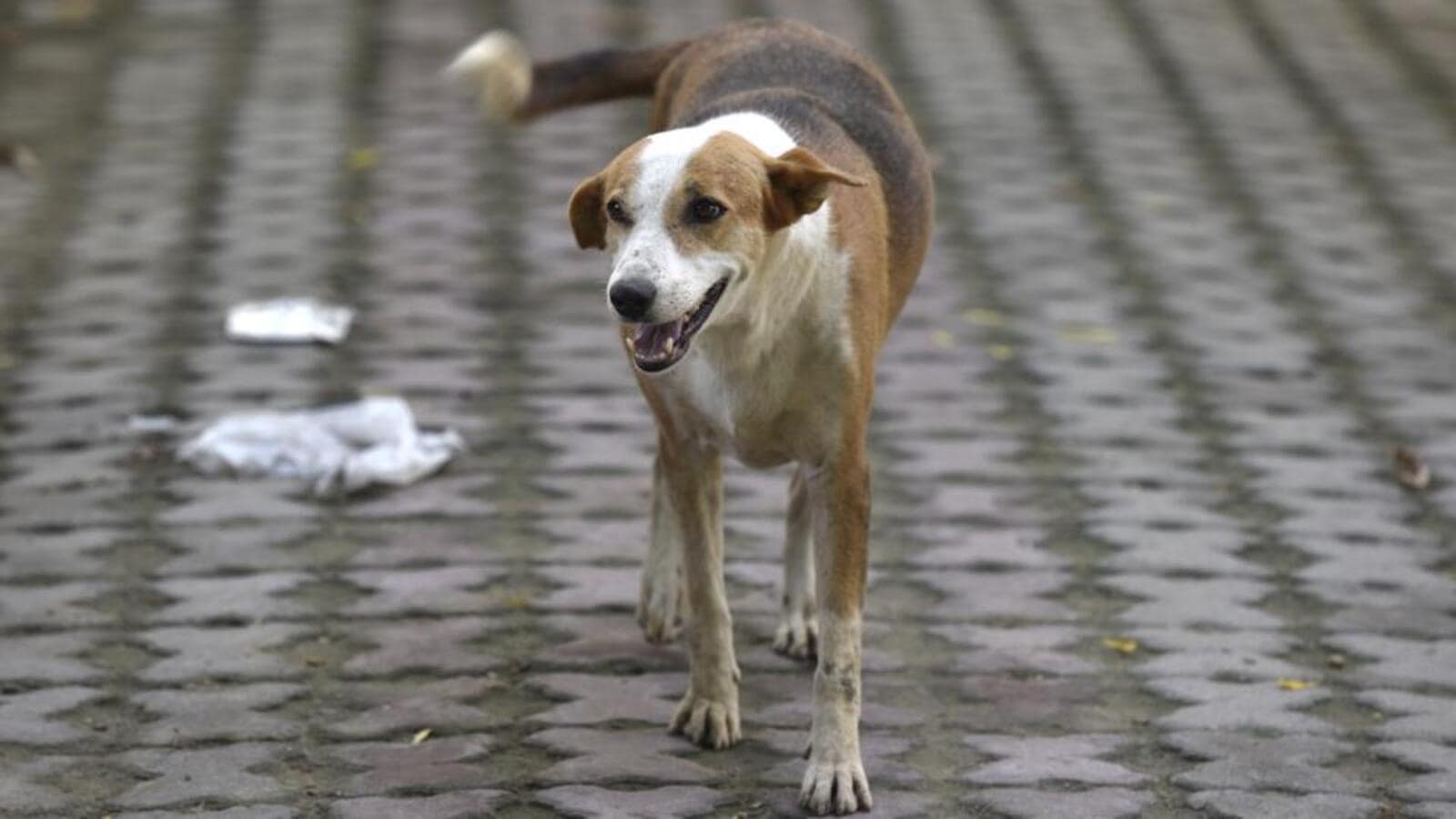 Noida authority to form panel to look into dog related issues ...