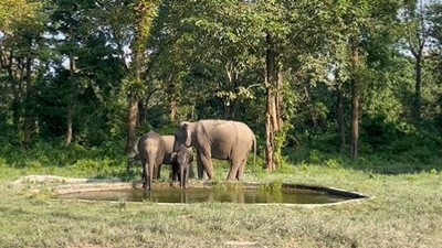 The image, taken from the Twitter video, shows a baby elephant at a waterhole. (Twitter/@ParveenKaswan)
