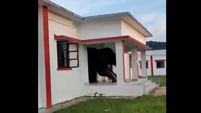 The image, taken from the Twitter video, shows the elephant wiggling out of a small door. (Screengrab)