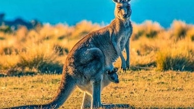 Australia: Police are preparing a report for a coroner who will record an official cause to death. (Representative image) Australia: Police are preparing a report for a coroner who will record an official cause to death. (Representative image)