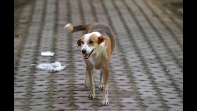 The Lonavla police on Tuesday booked four persons on charges of subjecting a stray dog to cruelty before beating it to death near Swarangan Society in New Tungarli. (REPRESENTATIVE IMAGE)
