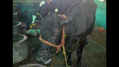 A cow suffering from Lumpy Skin Disease at Wagheri village in Karad. (HT PHOTO) A cow suffering from Lumpy Skin Disease at Wagheri village in Karad. (HT PHOTO)