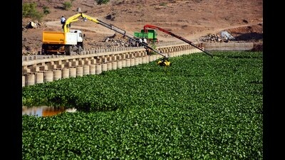 Pune municipal commissioner Vikram Kumar has allocated Rs50 lakh to remove water hyacinth from Katraj and Jambulwadi lakes. (HT FILE PHOTO)