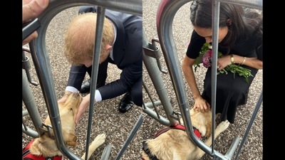 Prince Harry and Meghan Markle petting the dog outside Windsor Castle. (Twitter/@SarahGracie) Prince Harry and Meghan Markle petting the dog outside Windsor Castle. (Twitter/@SarahGracie)