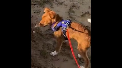 The puppy who gets trained to have new experiences in this video. (Instagram/@zakgeorge) The puppy who gets trained to have new experiences in this video. (Instagram/@zakgeorge)