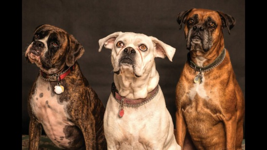 Representational image showing some dogs, 127 of whom attended the screening of 101 Dalmatians in England. (Pexels/Nancy Guth) Representational image showing some dogs, 127 of whom attended the screening of 101 Dalmatians in England. (Pexels/Nancy Guth)