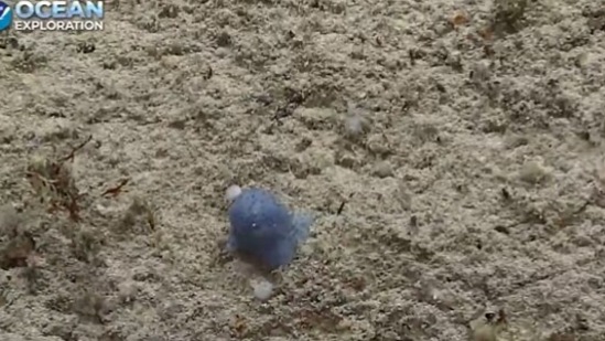 Unknown 'blue goo' creature found by NOAA team in Caribbean