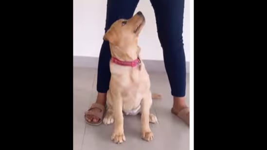 This puppy knows 15 commands at only three months old.&nbsp;(Instagram/@priyanshisinghshekhawat)