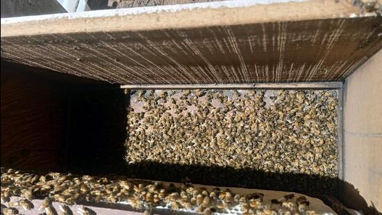 Ahead of the key honey production season from mustard crop, Punjab apiarists are anticipating heavy losses this year due to a high honeybee mortality rate. (Sanjeev Kumar/Hindustan Times)