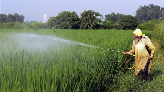 Amritsar, Sept 06 (ANI): An agricultural labourer sprays pesticides on the paddy crop in a field, at village Vallah on the outskirts of Amritsar on Tuesday. (ANI Photo) (Raminder Pal Singh)