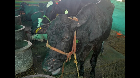 A cow suffering from Lumpy Skin Disease at Wagheri village in Karad. (HT PHOTO)