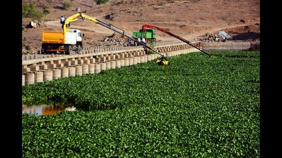 Pune municipal commissioner Vikram Kumar has allocated Rs50 lakh to remove water hyacinth from Katraj and Jambulwadi lakes. (HT FILE PHOTO)