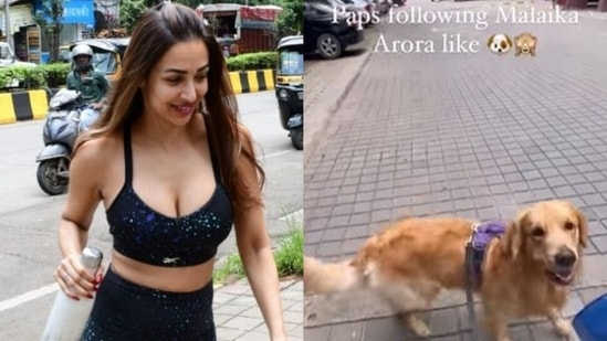549px x 309px - Cute dog avoids paparazzi like 'Malaika Arora' in funny video, she responds  | Bollywood - Hindustan Times