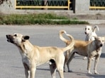 The Kerala government said all stray dogs will be vaccinated and steps have been initiated to identify hotspots of dog bites.(HT_PRINT) The Kerala government said all stray dogs will be vaccinated and steps have been initiated to identify hotspots of dog bites.(HT_PRINT)