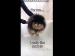 The image taken from the video shows the dog who enjoys his bath time. The image taken from the video shows the dog who enjoys his bath time. 