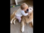 The image, taken from the viral video, shows the toddler kissing the Golden Retriever dog before hugging it. (Twitter/@buitengebieden) The image, taken from the viral video, shows the toddler kissing the Golden Retriever dog before hugging it. (Twitter/@buitengebieden)