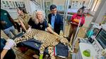 An India-bound African cheetah undergoes health examination. (PTI) An India-bound African cheetah undergoes health examination. (PTI)