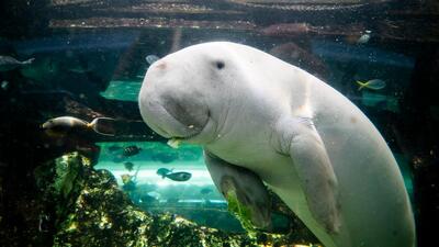 A dugong probably much like the one the author encountered. (Shutterstock) A dugong probably much like the one the author encountered. (Shutterstock)