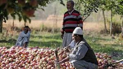 With trucks laden with perishable fruits being made to wait for days on the national highway during peak harvest season, growers in Kashmir say they are incurring heavy losses. (HT File) With trucks laden with perishable fruits being made to wait for days on the national highway during peak harvest season, growers in Kashmir say they are incurring heavy losses. (HT File)
