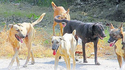 A 25-year-old man succumbed to his injuries suffered last week in an accident caused by a stray dog in Thiruvananthapuram district, even as many fresh dog bite cases were reported from the state on Wednesday. (Representative Photo) A 25-year-old man succumbed to his injuries suffered last week in an accident caused by a stray dog in Thiruvananthapuram district, even as many fresh dog bite cases were reported from the state on Wednesday. (Representative Photo)