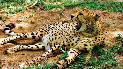 Eight cheetahs will travel from Namibia to Jaipur, Rajasthan, and then another hour to reach Kuno-Palpur National Park in Bhopal. (Shutterstock) Eight cheetahs will travel from Namibia to Jaipur, Rajasthan, and then another hour to reach Kuno-Palpur National Park in Bhopal. (Shutterstock)