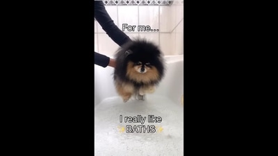 The image taken from the video shows the dog who enjoys his bath time. (Instagram/@mochapom_) The image taken from the video shows the dog who enjoys his bath time. (Instagram/@mochapom_)