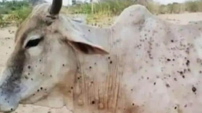 India's Lumpy Skin Disease Outbreak: The viral disease- Lumpy skin disease- mainly affects cows. (HT File)