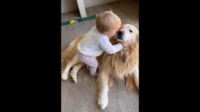 The image, taken from the viral video, shows the toddler kissing the Golden Retriever dog before hugging it. (Twitter/@buitengebieden) The image, taken from the viral video, shows the toddler kissing the Golden Retriever dog before hugging it. (Twitter/@buitengebieden)