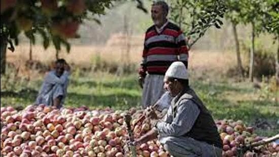 With trucks laden with perishable fruits being made to wait for days on the national highway during peak harvest season, growers in Kashmir say they are incurring heavy losses. (HT File)