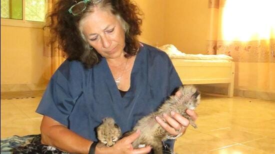 Laurie Marker, executive director of Cheetah Conservation Fund, is coordinating the translocation of cheetahs from Namibia to India. (Cheetah Conservation Fund)