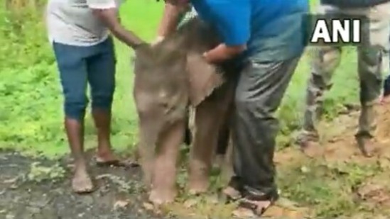 The image, taken from the Twitter video, shows forest officials in Chhattisgarh rescuing a baby elephant that got separated from its herd.(Twitter/@ANI_MP_CG_RJ)