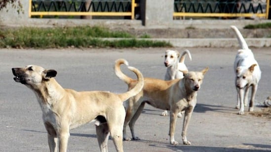 The Kerala government said all stray dogs will be vaccinated and steps have been initiated to identify hotspots of dog bites.(HT_PRINT)