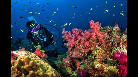 Searching for dugongs naturally involves hours of diving. (Shutterstock)