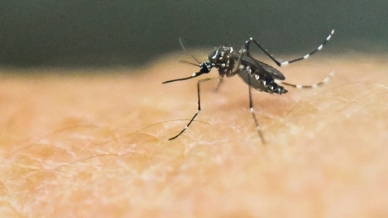 Mosquitoes serve as inspiration for the design of needles that allow drawing of blood relatively painlessly without damage of tissues in the skin.&nbsp;(File Photo)