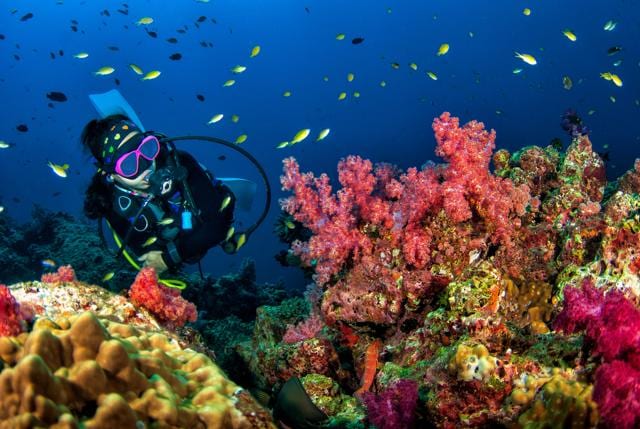 Searching for dugongs naturally involves hours of diving. (Shutterstock) Searching for dugongs naturally involves hours of diving. (Shutterstock)