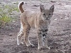 This adorable bobcat was seen visiting a campsite in this a animal video. (Reddit/@MiloTockandtheHumbug) This adorable bobcat was seen visiting a campsite in this a animal video. (Reddit/@MiloTockandtheHumbug)