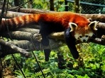 The Red Panda is one of the top attractions of Darjeeling's Padmaja Naidu Himalayan Zoological Park, besides others such as the Himalayan Black Bear, Snow Leopard, Goral and Himalayan Thar. (PTI Photo) The Red Panda is one of the top attractions of Darjeeling's Padmaja Naidu Himalayan Zoological Park, besides others such as the Himalayan Black Bear, Snow Leopard, Goral and Himalayan Thar. (PTI Photo)