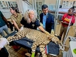 An India-bound African cheetah undergoes a health examination. (PTI) An India-bound African cheetah undergoes a health examination. (PTI)