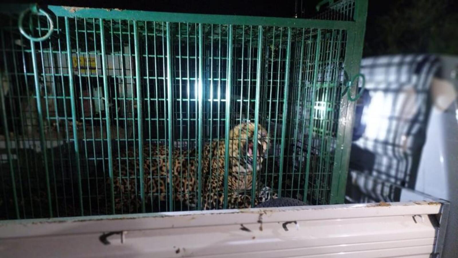 Gurugram's DLF 5 residents call in several 'leopard' sightings, wildlife dept finds no evidence - Hindustan Times Gurugram's DLF 5 residents call in several 'leopard' sightings, wildlife dept finds no evidence - Hindustan Times