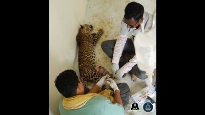 Wildlife SOS vets are providing the leopard with fluid therapy and vitamin supplements along with Physiotherapy treatment. (HT PHOTO)