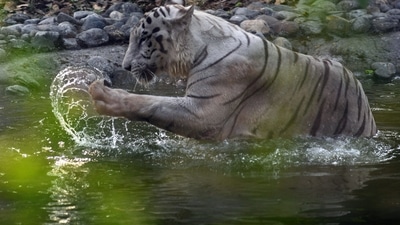 The list of India's top zoos was released after a conference of zoo directors in Bhubaneswar on September 10. (Picture for representation) The list of India's top zoos was released after a conference of zoo directors in Bhubaneswar on September 10. (Picture for representation)